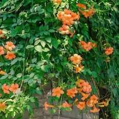 凌霄花1. 栽培方式：园土+腐叶土+粗沙，疏松肥沃排水土；攀爬性强、根系旺盛，深