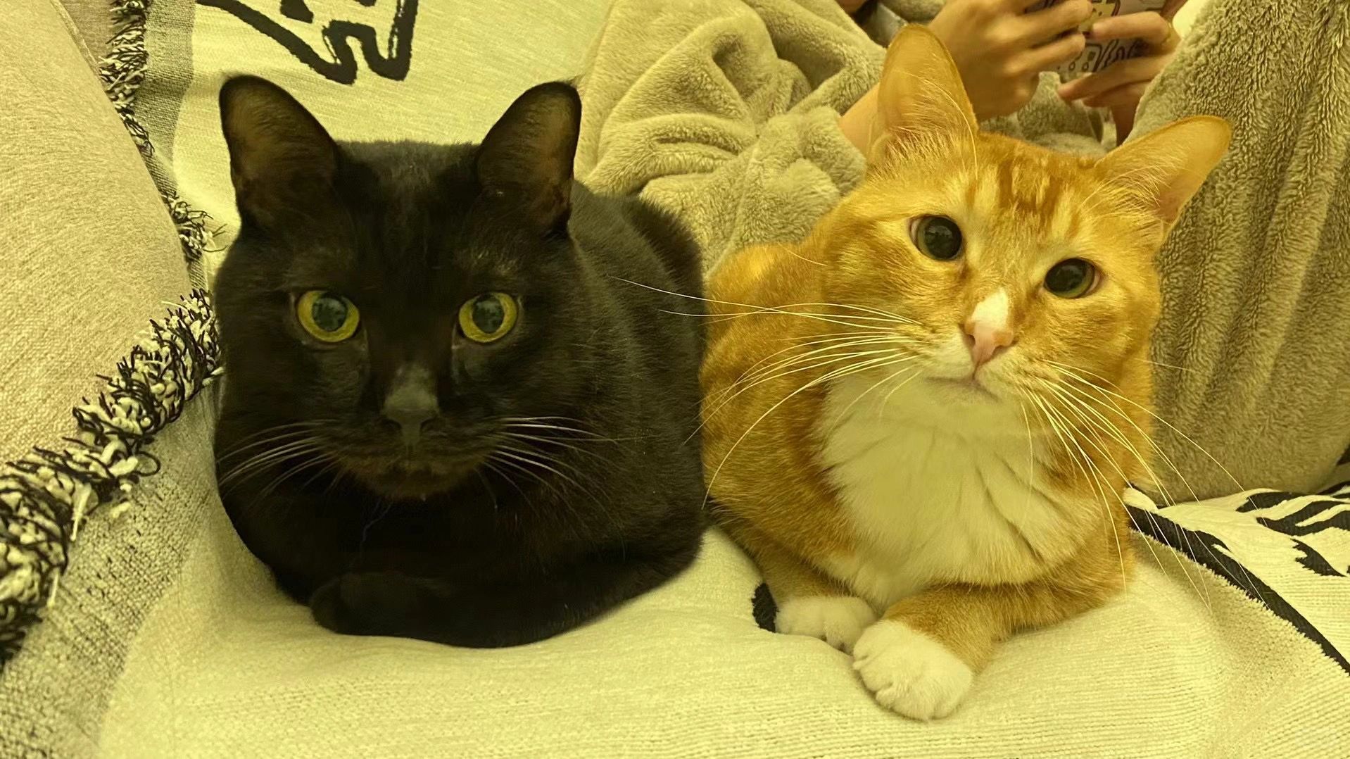 冬季猫咪眼睛流泪｜充血｜结膜炎在家解决