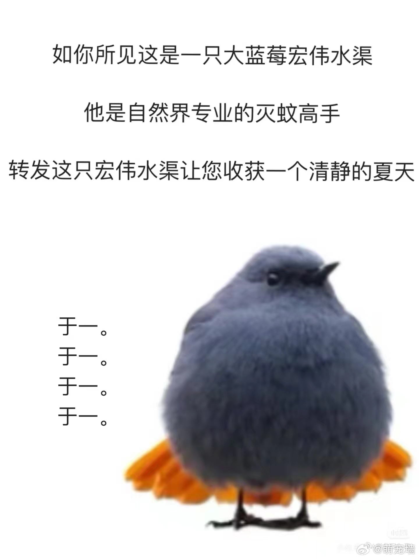 转发这只好鸟，这个夏天没有蚊子咬你 