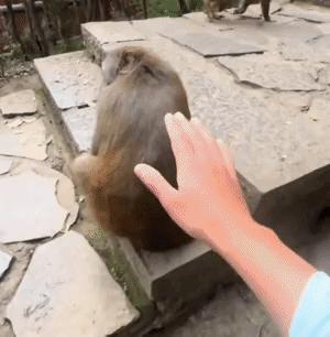 在猴山碰到“老相识”是种啥体验？
博主对着猴子开启热情安利：“是我是我，咱认识的