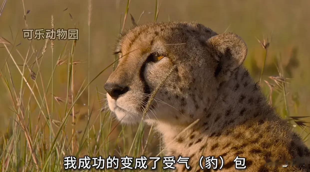 最近爱上了看动物世界
而且必须是ID为“可乐动物园”的解说
语言幽默，配乐滑稽，