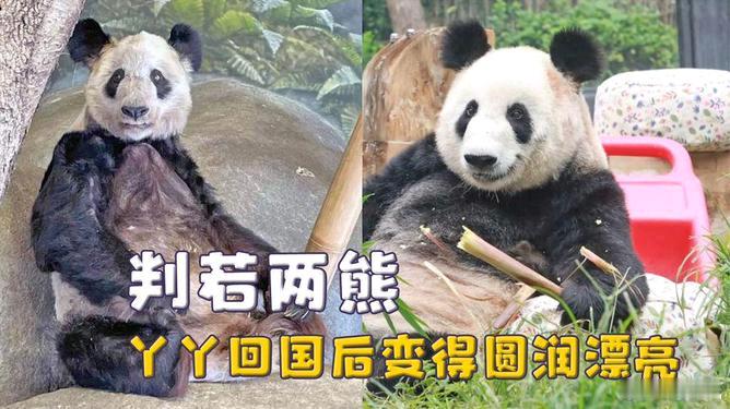 丫丫回国两年多判若两熊回国两年多彻底大变样！再也不是旅美时瘦骨嶙峋的模样，如今皮