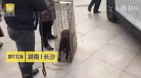 新车落地，车主往车轮上淋狗血！！！这举动令人厌恶，生命无价，请尊重生命