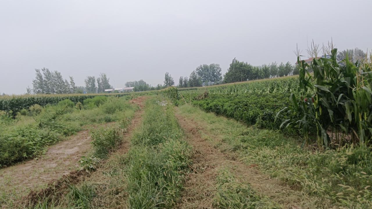 近日这两天下大雨，沟里洼地里存满了水，本以为一个多月没下雨了，地有点旱了，下场透