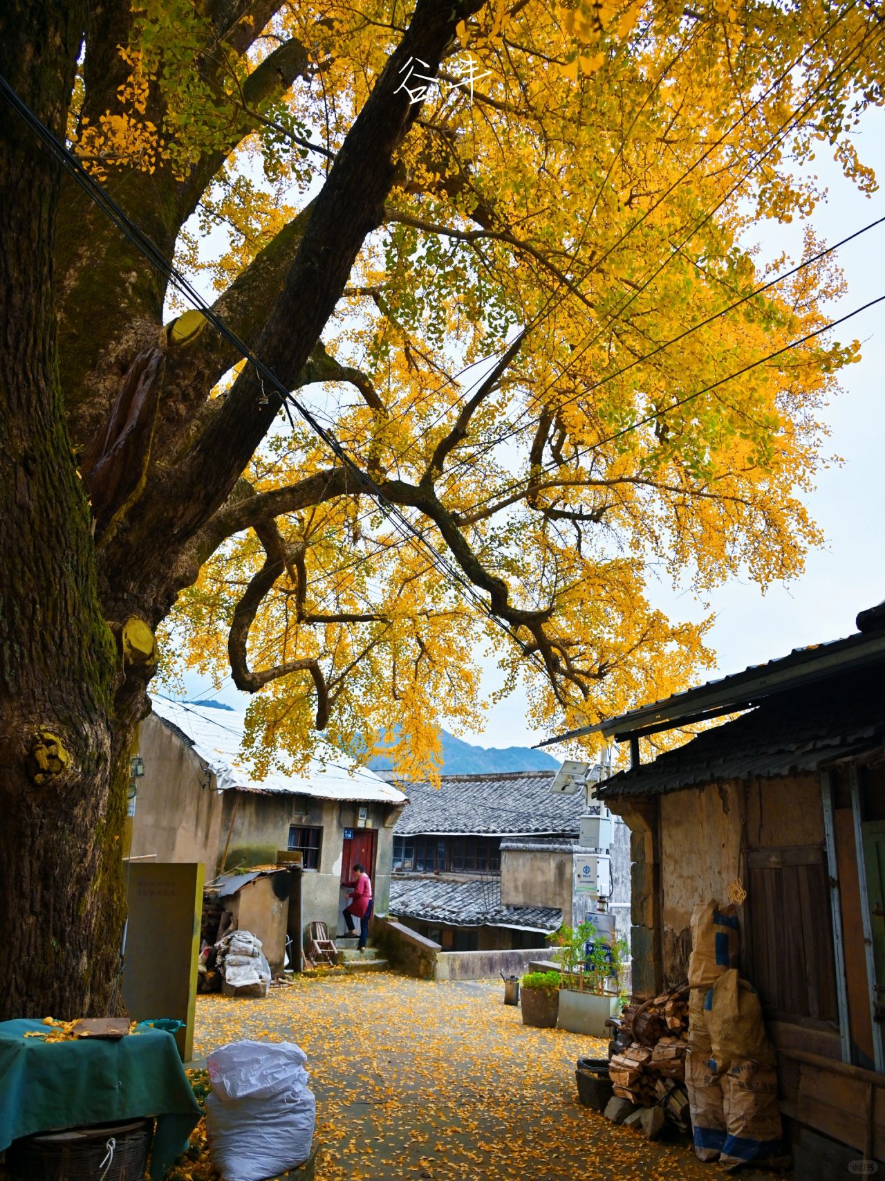 为了这棵千年古银杏，我特意去了3次四明山