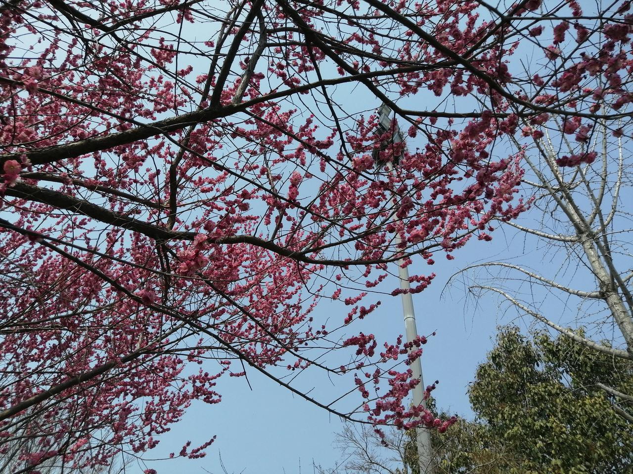 #我爱花草，分享一组梅花图片#