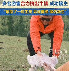 真的是泪目了！近日，一群游客在新疆游玩，无意发现一头母牛痛苦倒地，走近一看才发现