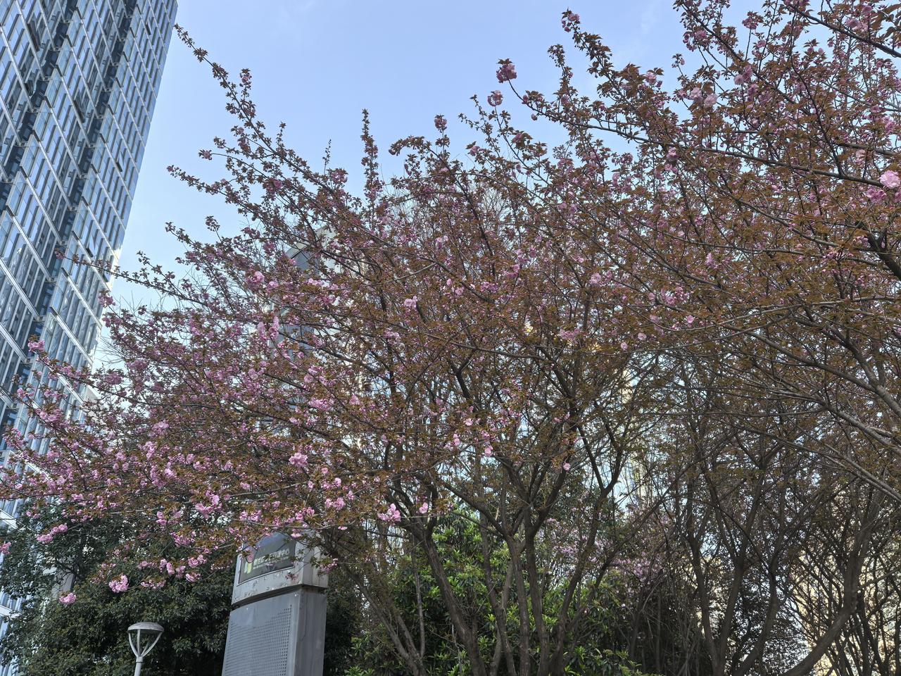 樱花盛开的季节，心情也跟花一样，何况还有那么多巧合。
昨天早上二姐还问我兰州去不