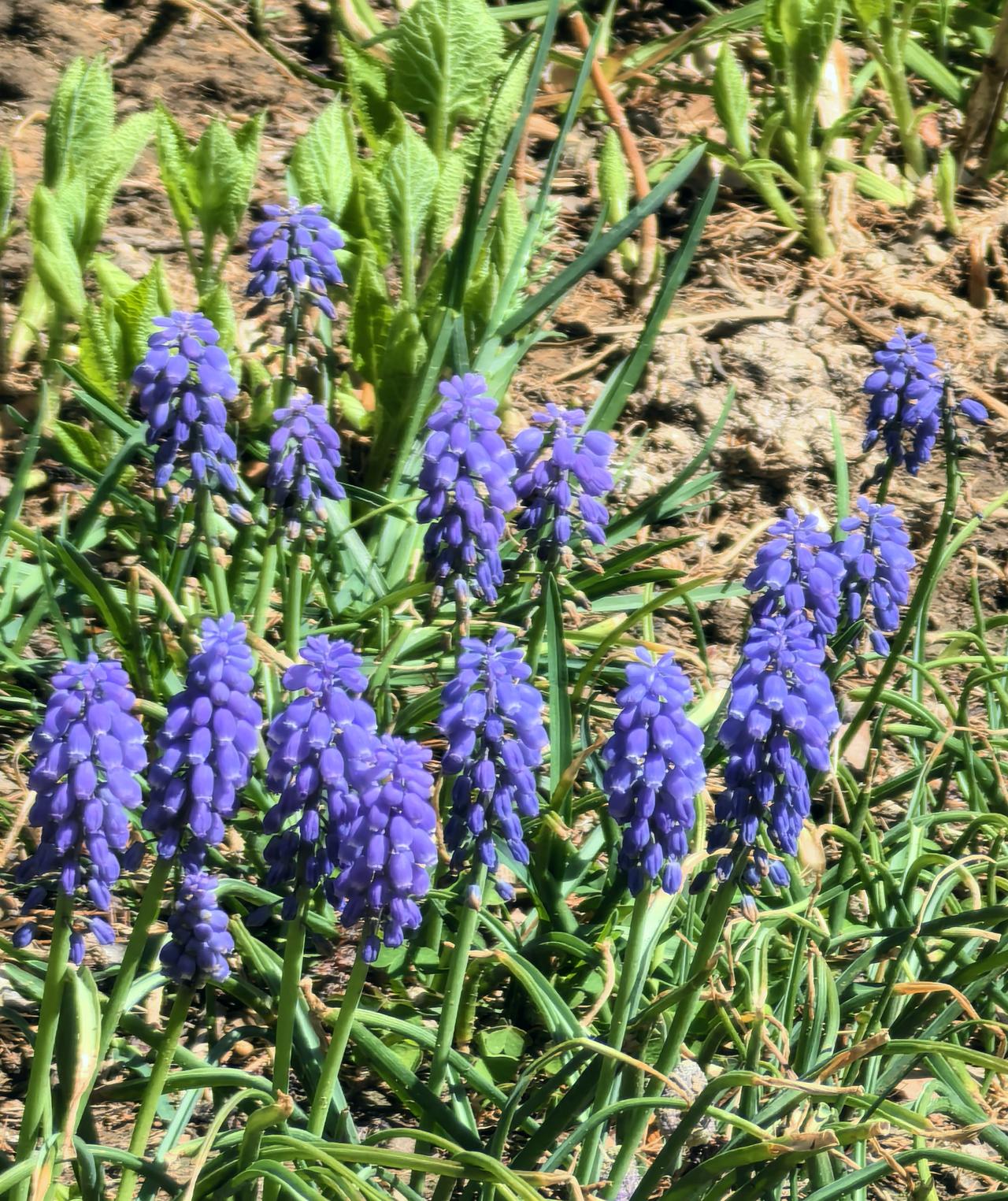 紫色精灵🧝葡萄风信子🪻（北京动物园）