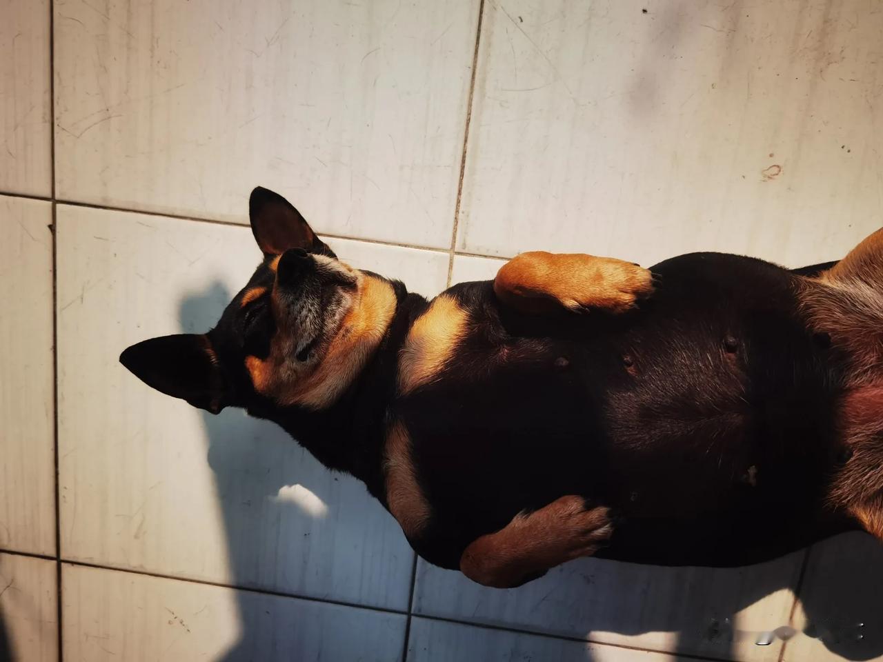 晒出宠物的慵懒睡姿有些宠物喜欢四脚朝天地睡，据说这是安全感爆棚的表现，慷懒得享受