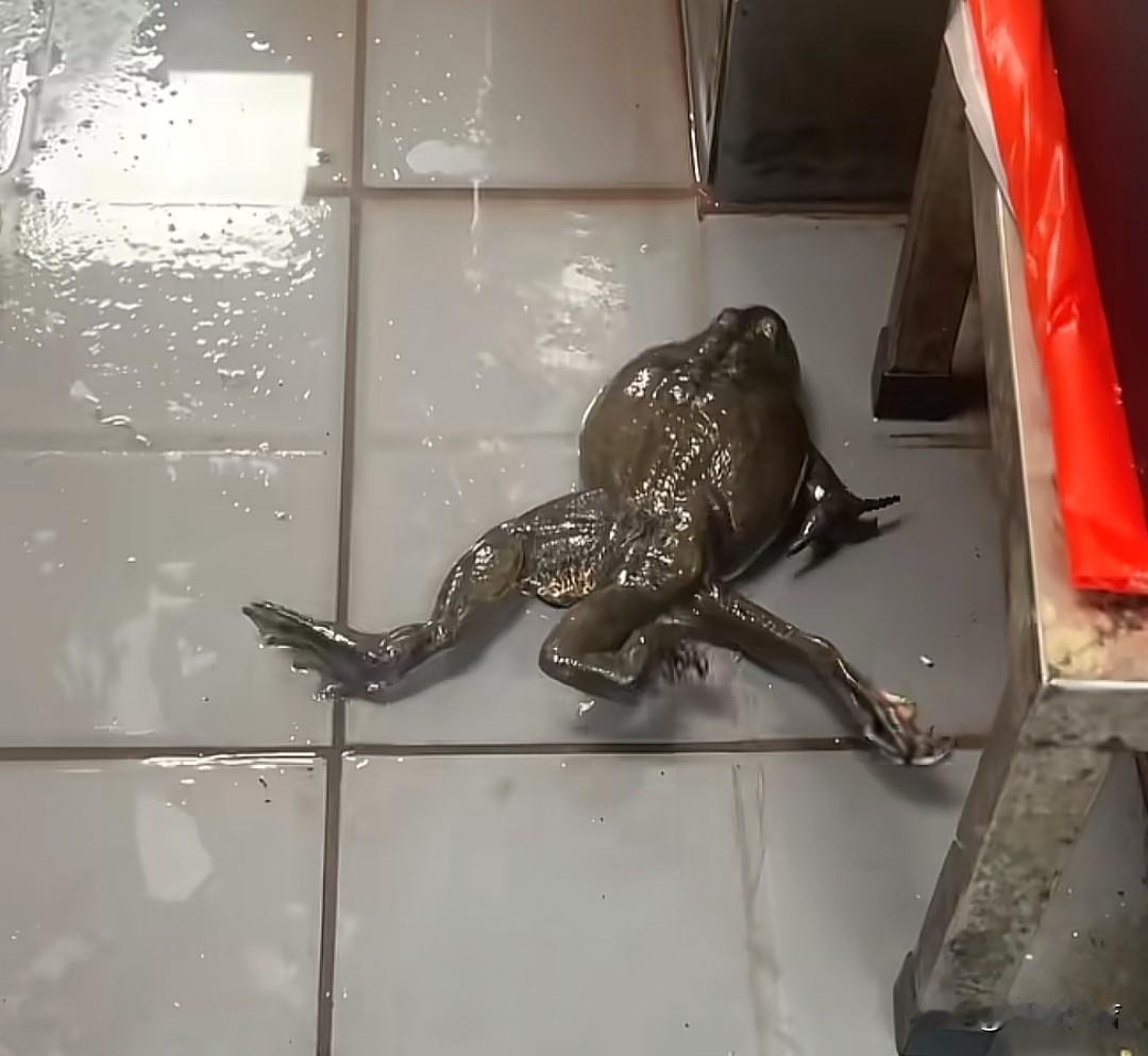 世界之大，无奇不有。这句话经常有人说，三条腿的蛤蟆不好找，不过却是不好找。不好找