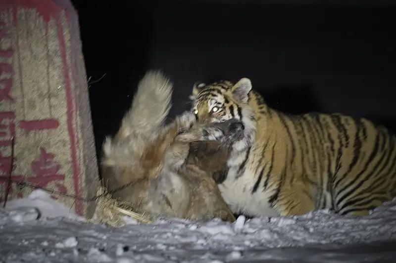 【完整榜单】夫妻遇东北虎下山，第一眼竟看成大黄狗！这到底是巧合，还是人性的反转？