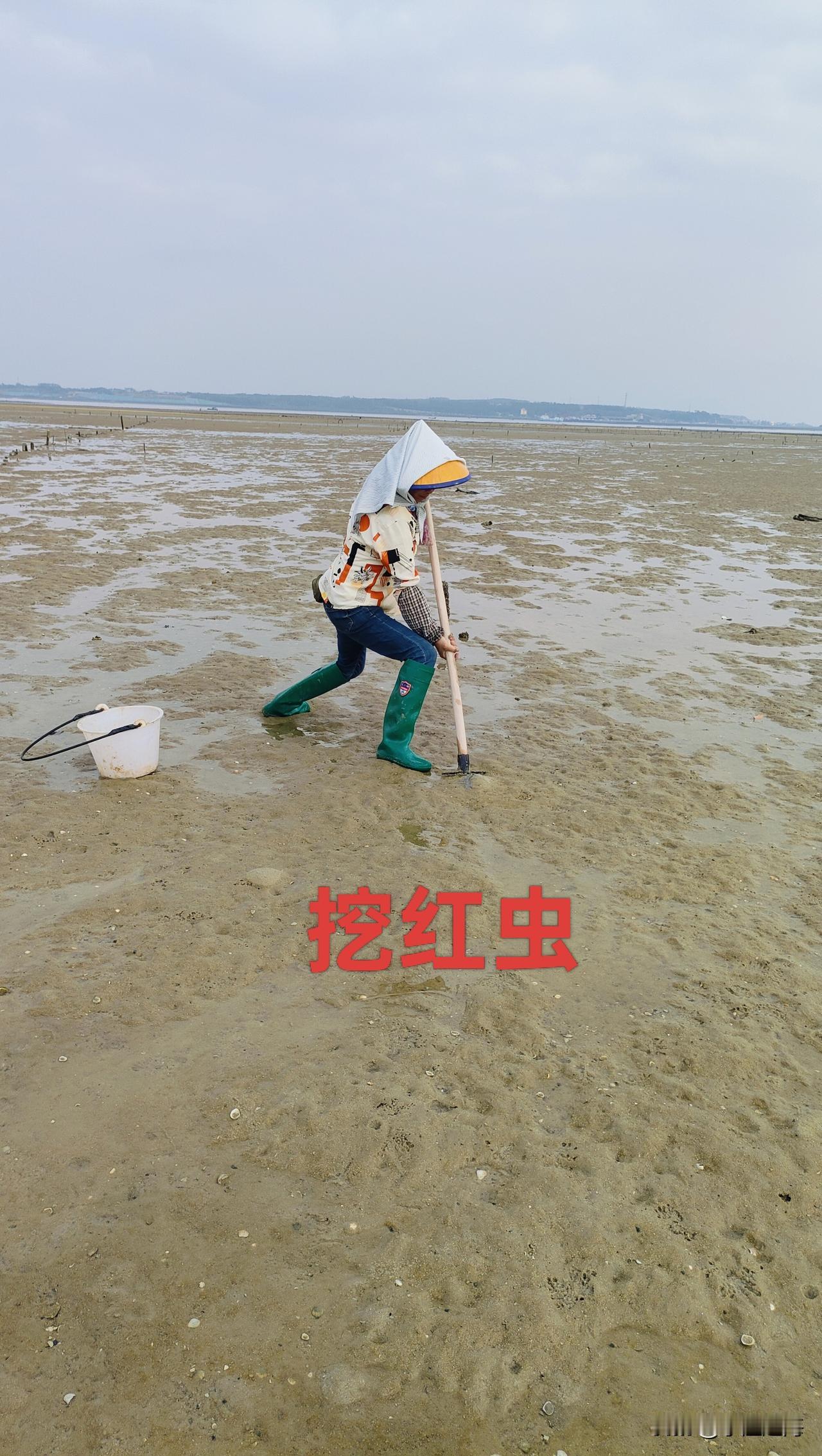 蚯蚓和红虫哪个钓鱼好? 蚯蚓和红虫哪个钓鱼好，这得看情况。蚯蚓号称“万能饵”，适