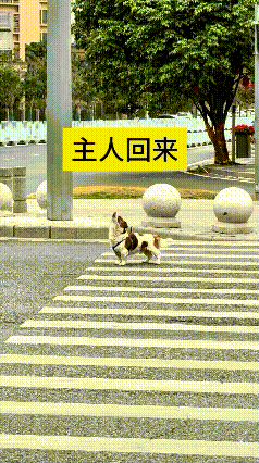 哎呀妈呀！瞅瞅这小可怜儿，自己孤零零在马路斑马线上溜达
仰着小脖子嗷嗷直叫唤，一