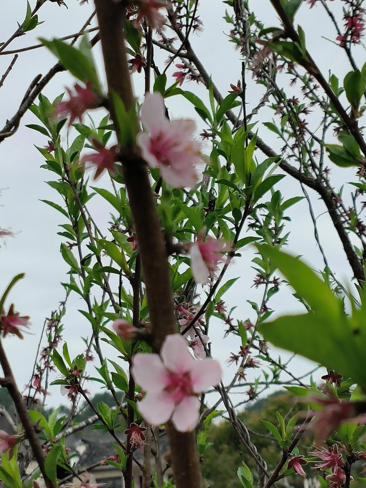 继续分享往年三月底老家的原风景
⛰️⛰️⛰️⛰️随手拍实景图分享！

不管拍的好