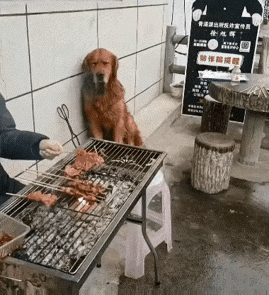 虽然它流了哈喇子，但它努力地克制住自己的冲动。
在诱惑面前它守住了底线，虽然忍得