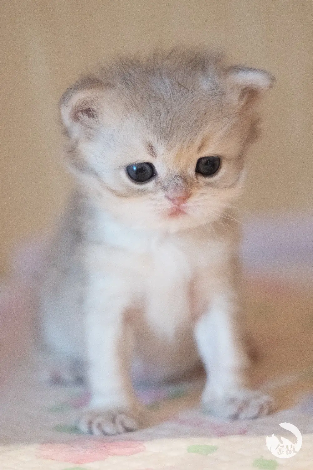 是妮妮兜兜和麦麦呀❤️