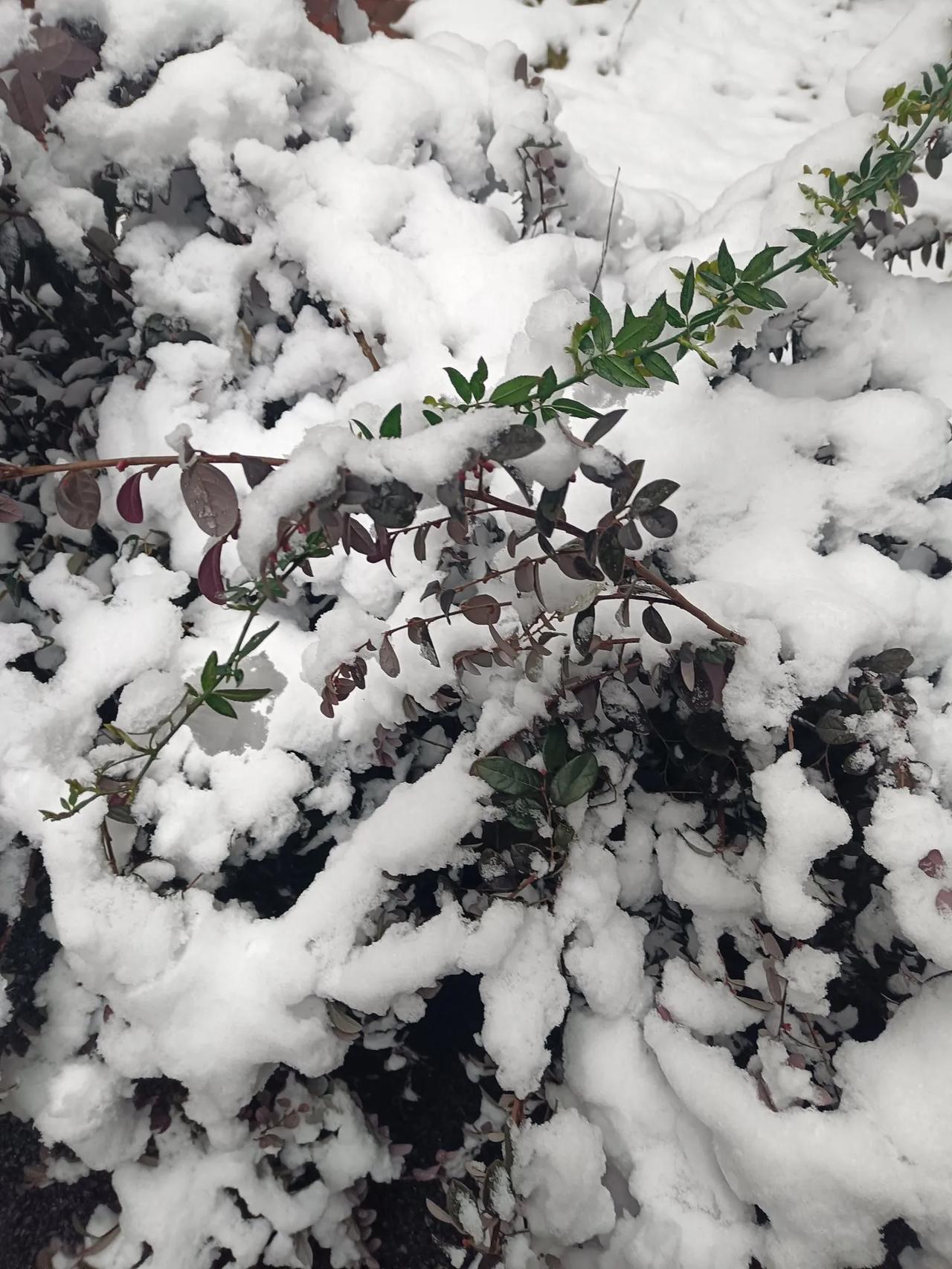 《春雪》
雷哥骤然一声吼，
春姑忙把碎银溜。
草民未解仙界意，
嚇得一夜白了头。