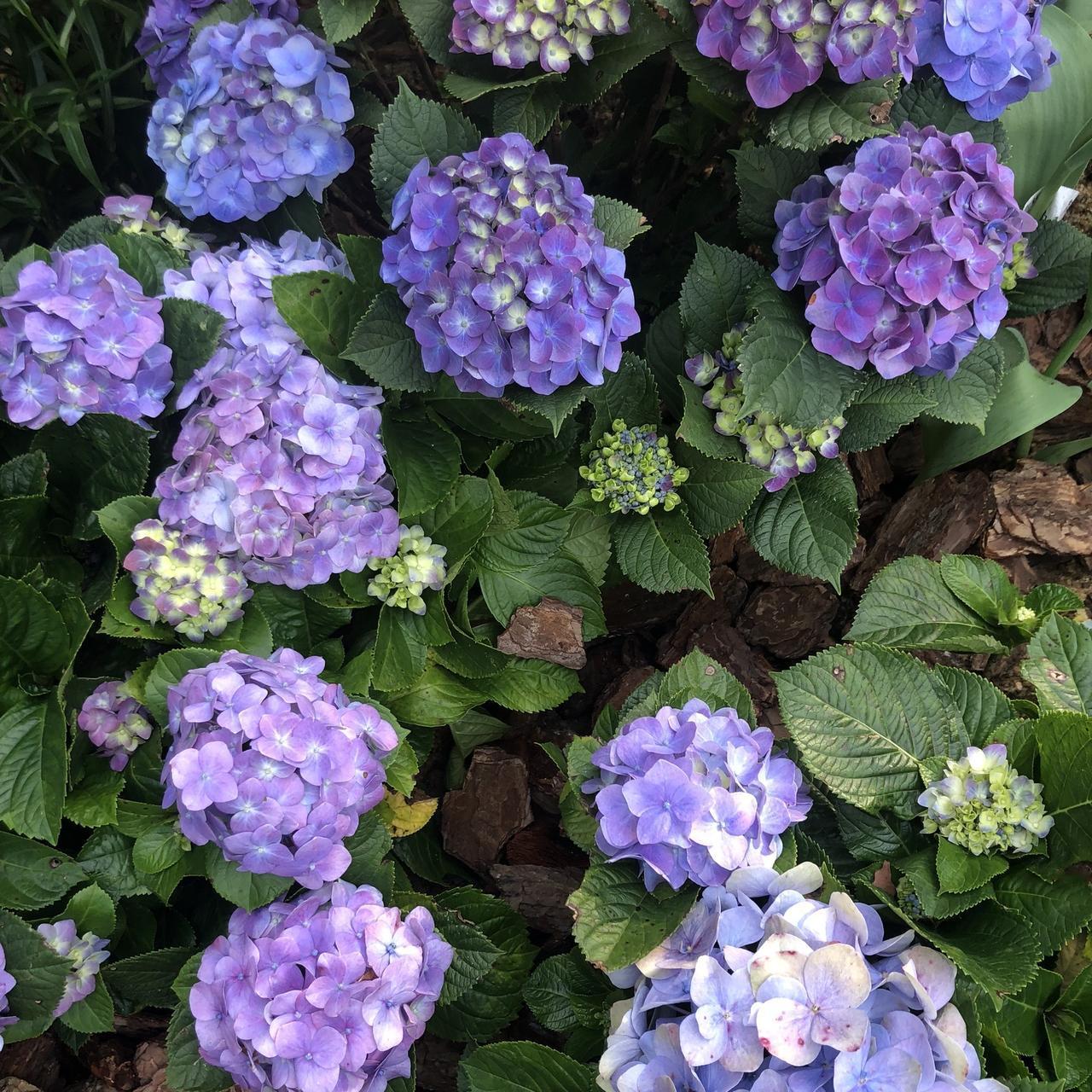 2024#花开富贵 #春的气息