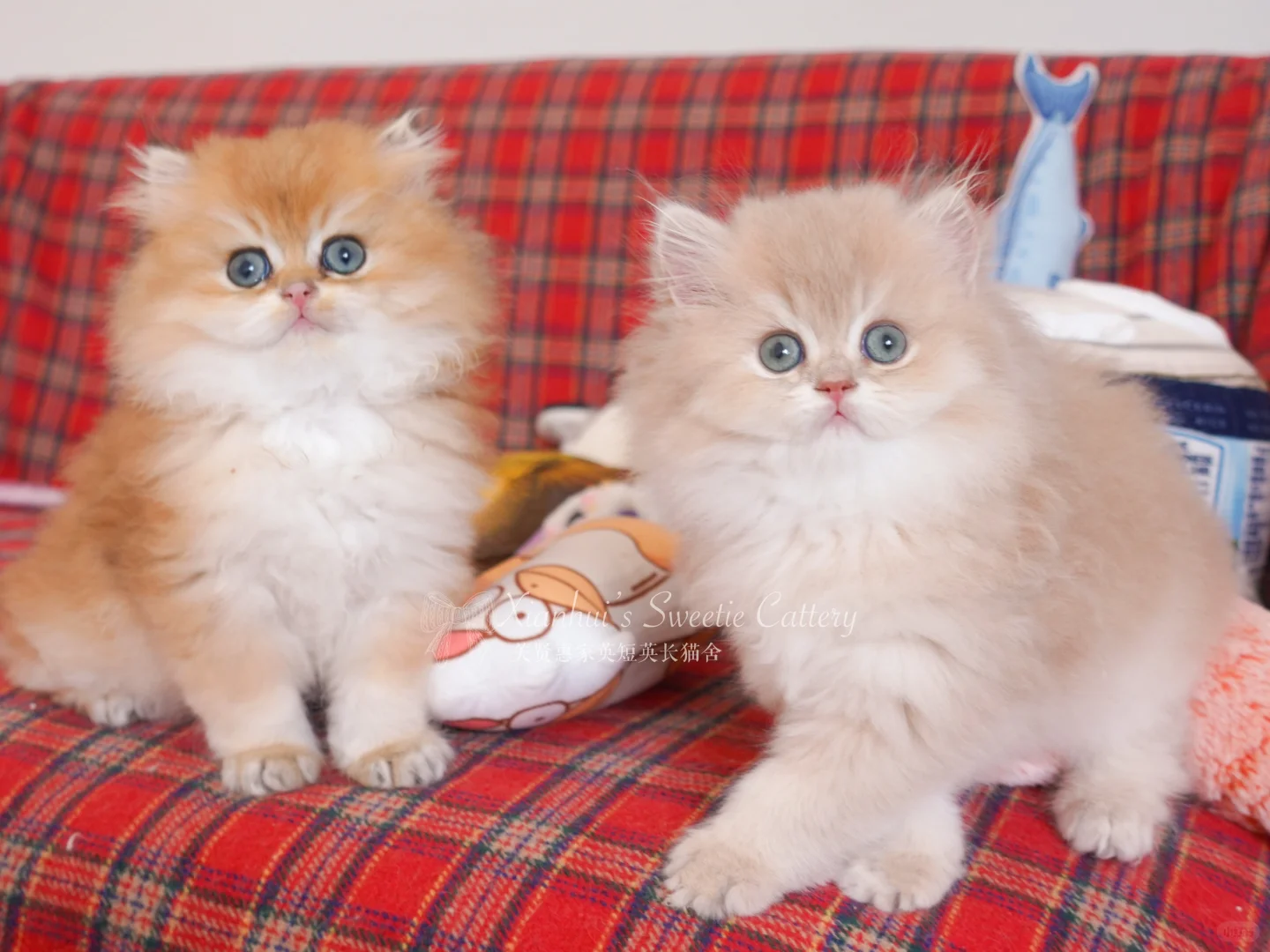 🇩🇪德国也有紫金英长小猫咪啦？有喔！