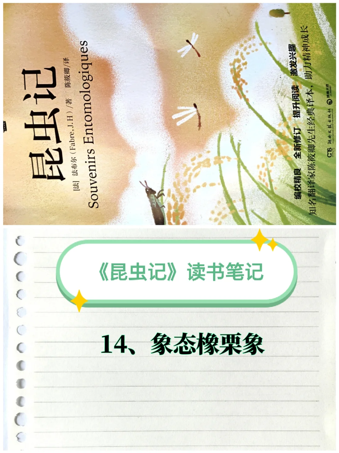 《昆虫记》笔记（14）：象态橡栗象