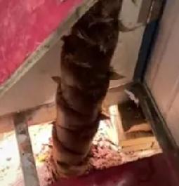 安徽，一男子只是一个星期没有回家，回来后却发现门打不开了，仔细一看，真的是笋到家
