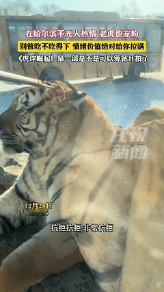 笑不活了！近日黑龙江哈尔滨，游客们正乘坐巴车看老虎，没想到老虎看见游客们过来，竟