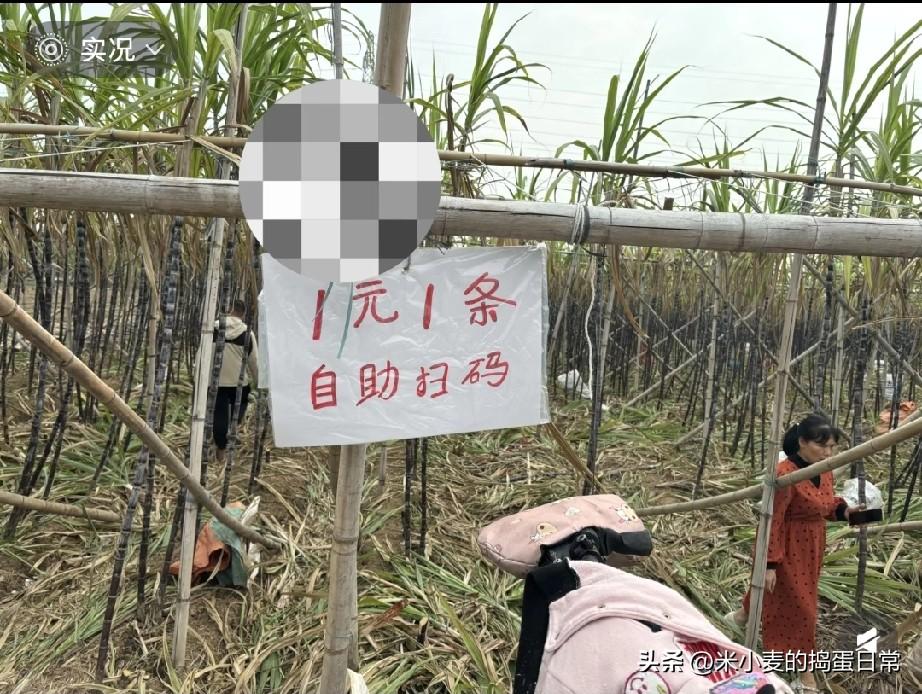 1块钱1根甘蔗！自助模式，把信任玩明白了？
 
今天路过广东一片甘蔗地，直接看愣
