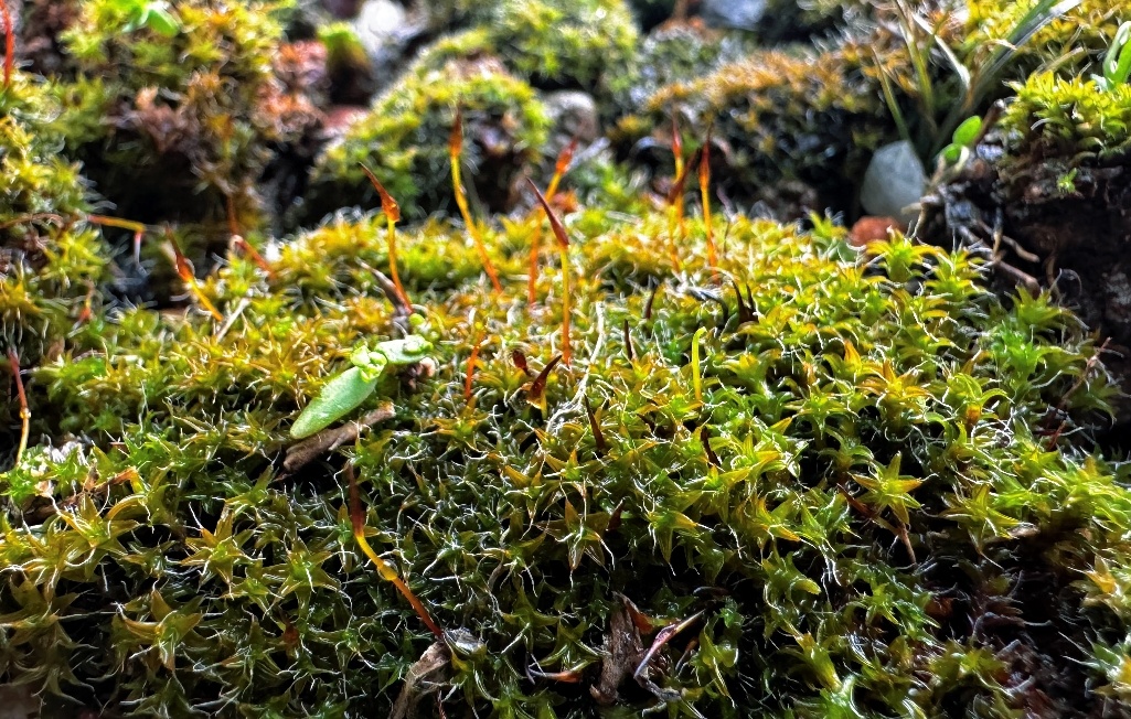 【地球上竟然有“三体”植物？】在《三体》中，三体人为了扛过极端气候，会把自己脱水