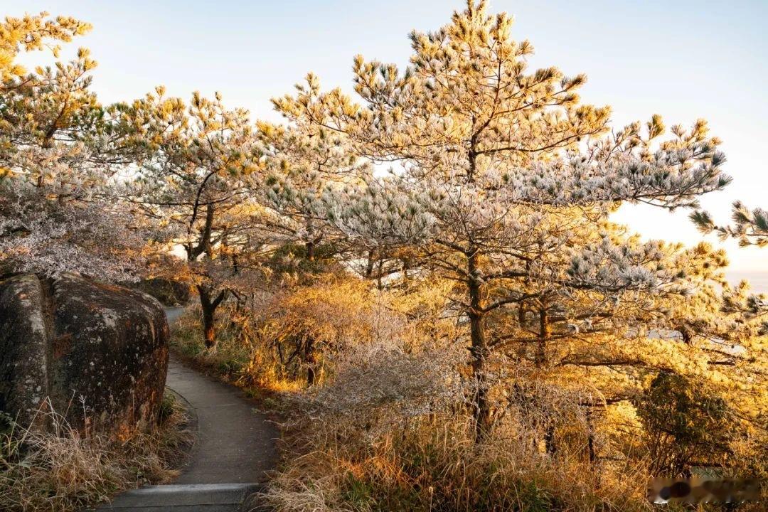 福建的冬天是彩色的 寒冬清晨九仙山银装素裹、雾凇晶莹当太阳缓缓升起金色光芒洒在雾