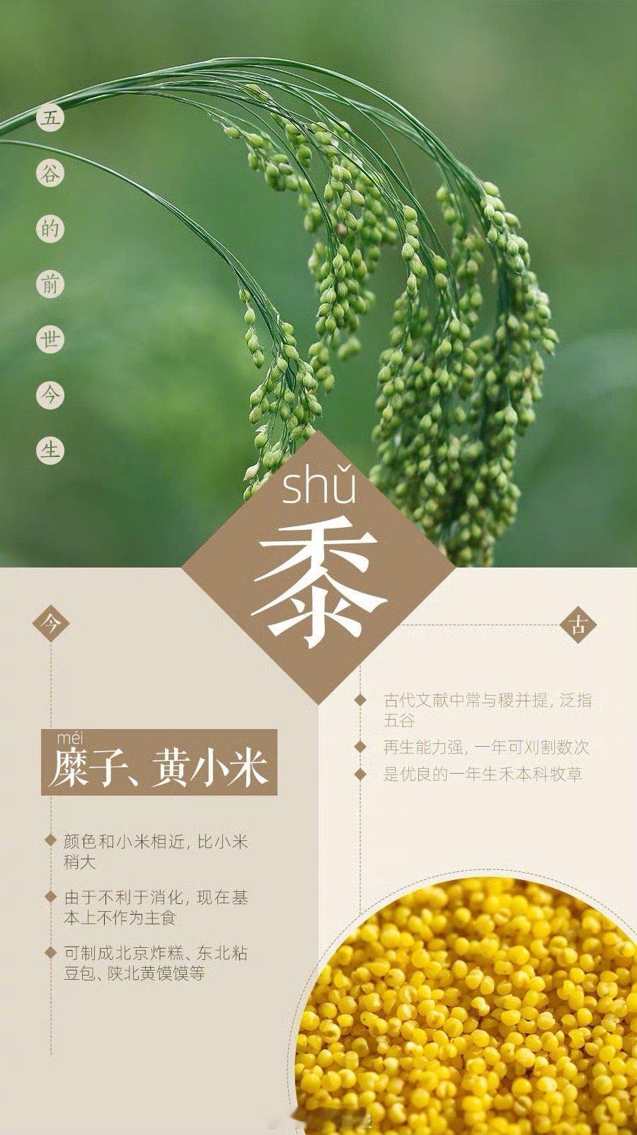 一组图了解五谷的前世今生 没吃过黍写春种一粒黍，秋收万颗籽的诗人是为了押韵才用黍