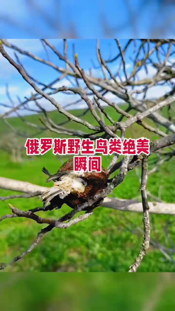 俄罗斯野生鸟类绝美瞬间。