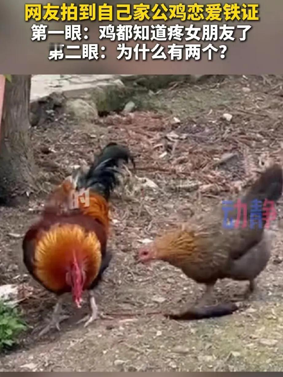 这样的画面真的是太辣眼睛了，没想到一只公鸡也能获得两个小鸡妹的爱，还特别疼它们。
