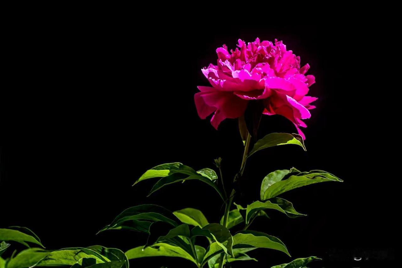 芍药花