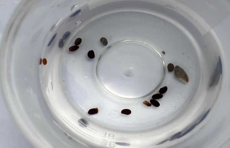 【惊心！73岁奶奶被17只蜱虫叮咬，蜱虫病进入高发期务必警惕！】
 
气温回升，