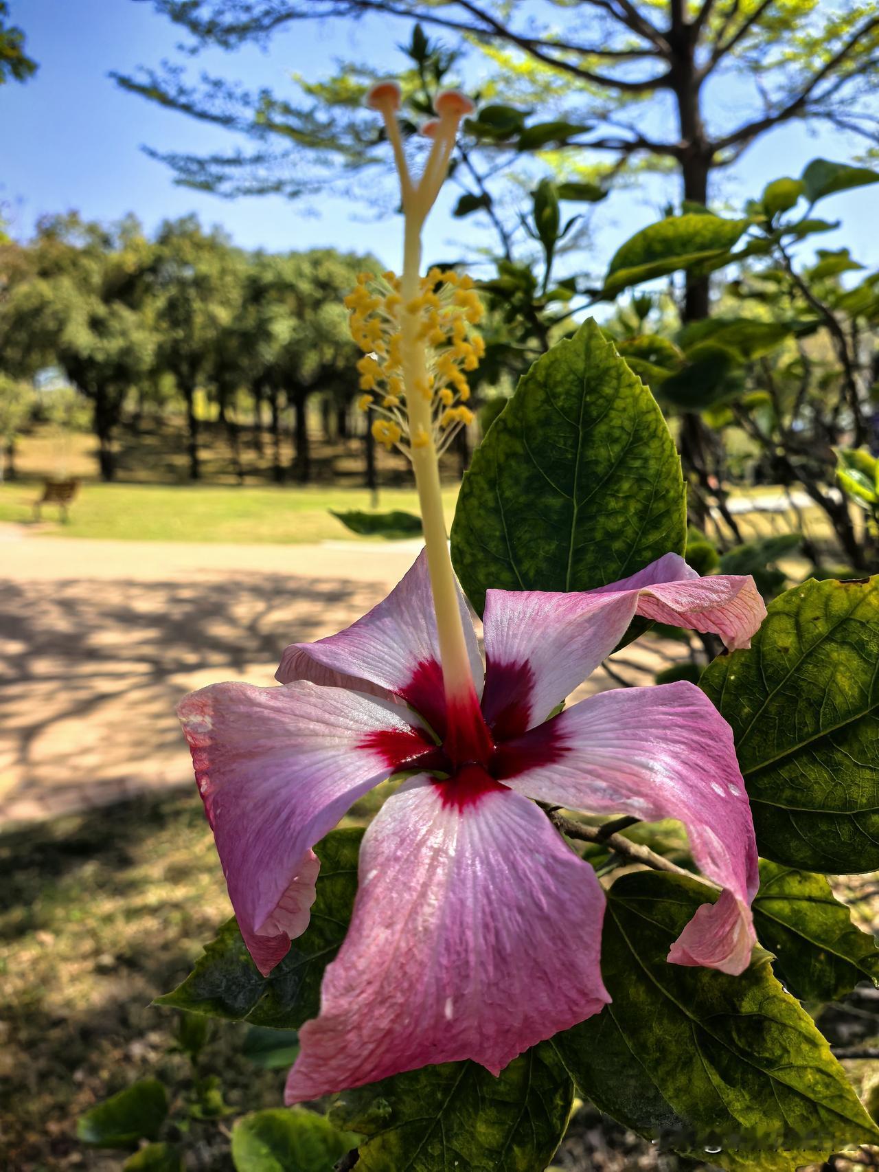 扶桑花
绿叶丛中绽丽容
双色娇花竞艳浓
各展风姿呈妙韵
令人流连兴再逢 

能否