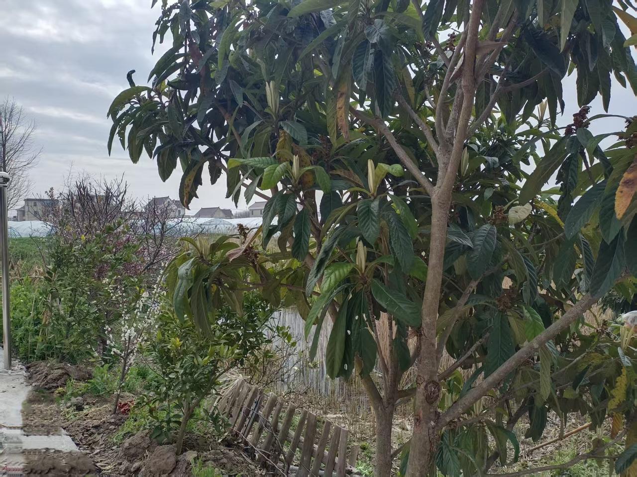 母亲栽果树

母亲八十六岁了，特喜欢栽果树，

房前已栽了枇杷树、枣树，梨树、柿