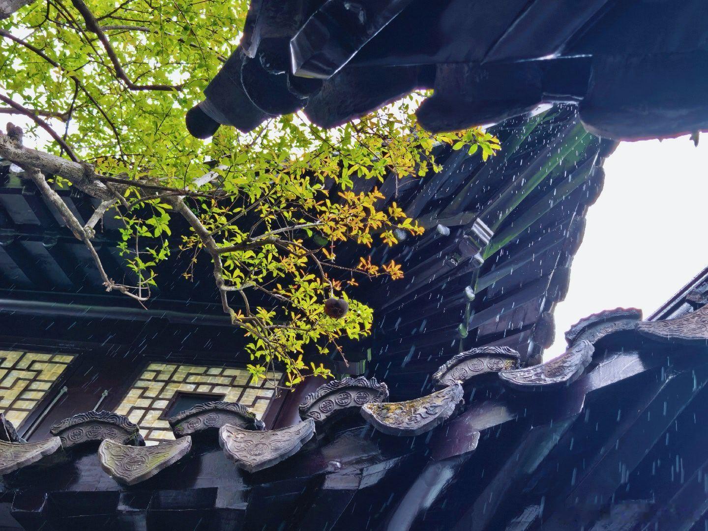 园子里的雨，是苏州春天的私语，落在紫藤花架上，落在黛瓦飞檐间，也落在每一把撑开的