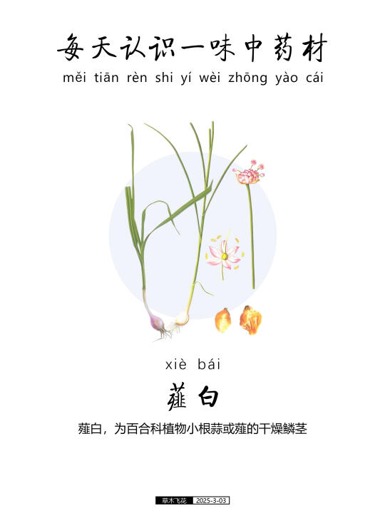 薤白，为百合科植物小根蒜或薤的干燥鳞茎