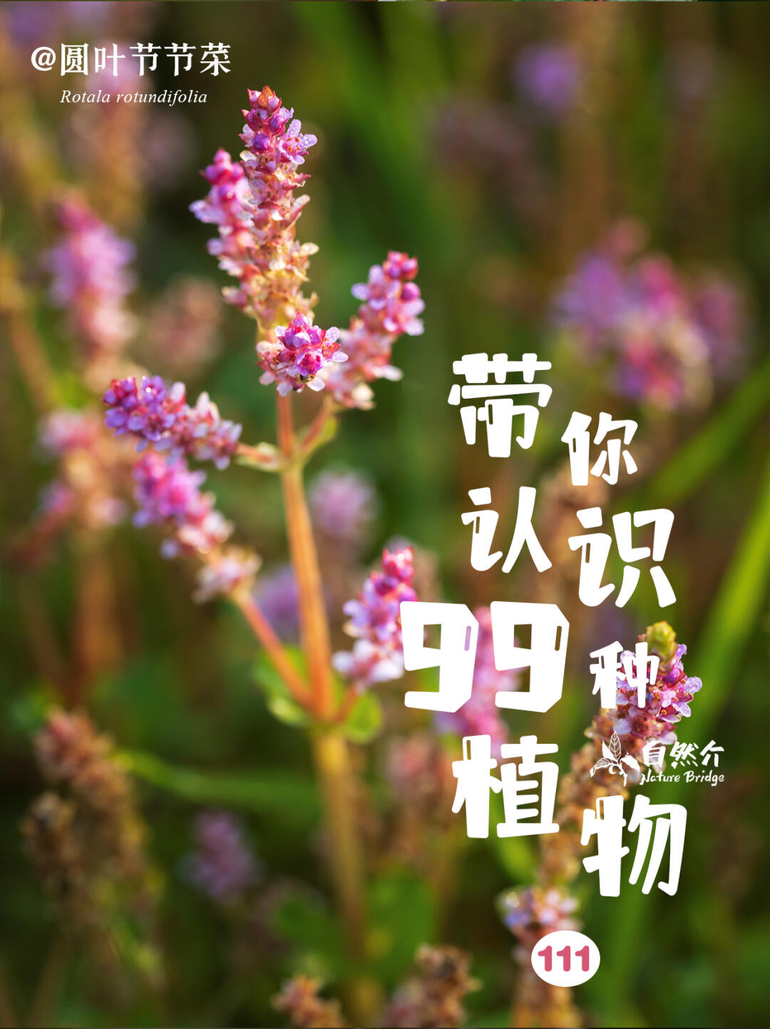 带你认识99种植物