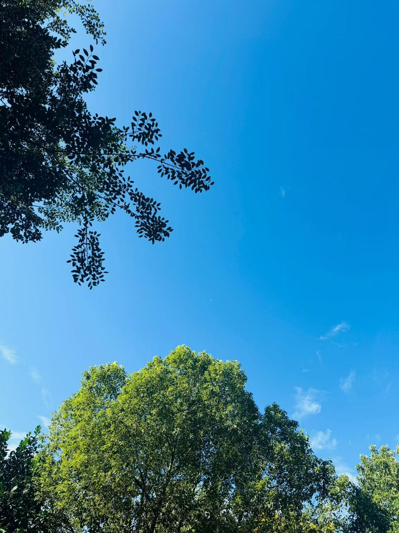 蓝天白云下的绿意盎然，感受大自然的美好与宁静。
