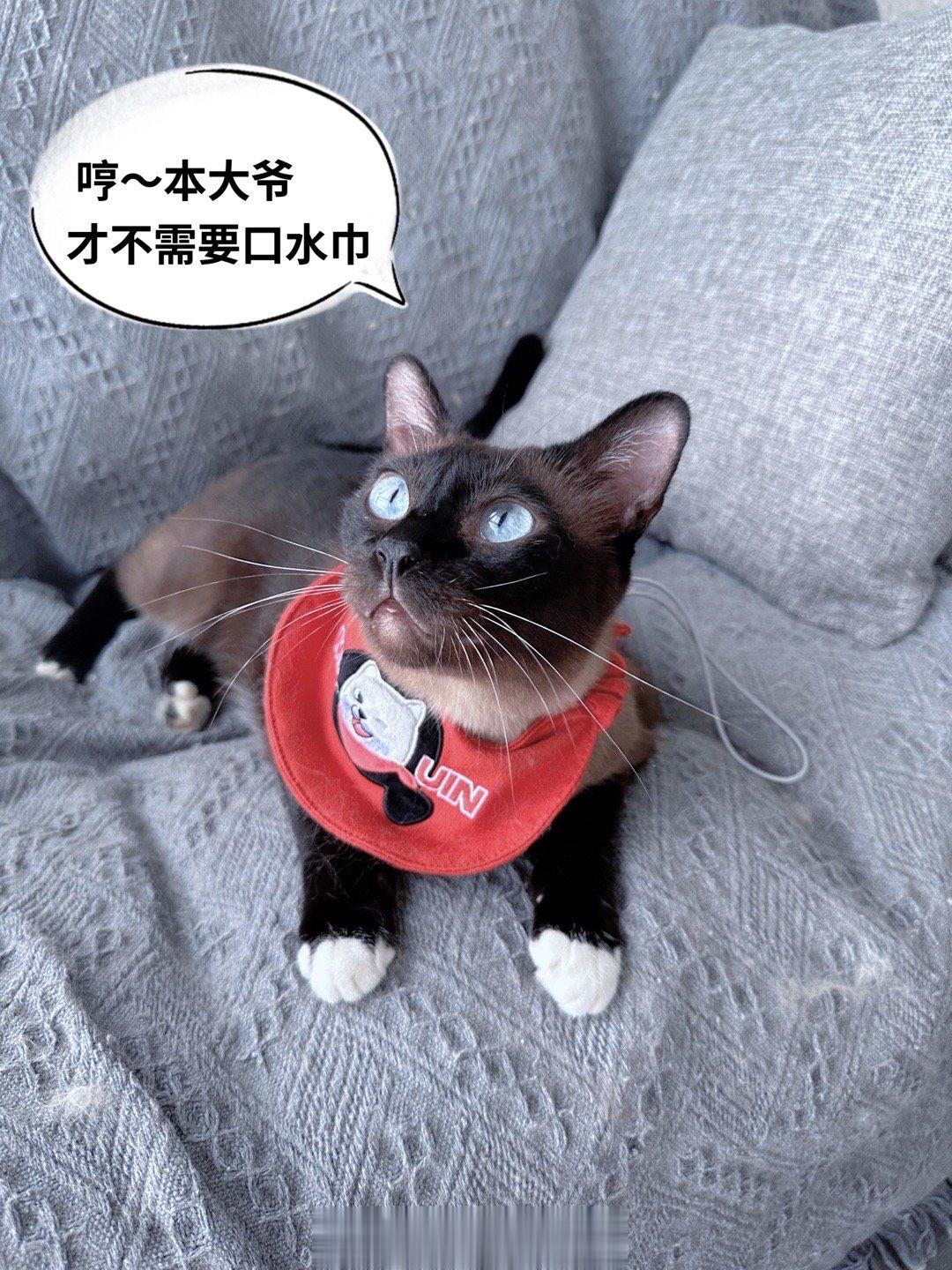 「逆子玩具又增加了～」车///专·苹·瓒·fo    和我〉300揪1宝【猫玩具