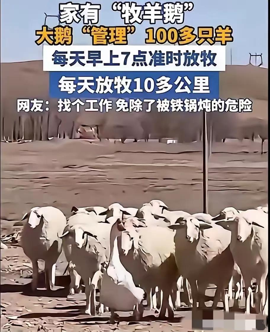 内蒙古一男子，因家中2只大鹅总打架，便把其中一只放在羊圈喂养，谁知，这只大鹅竟然