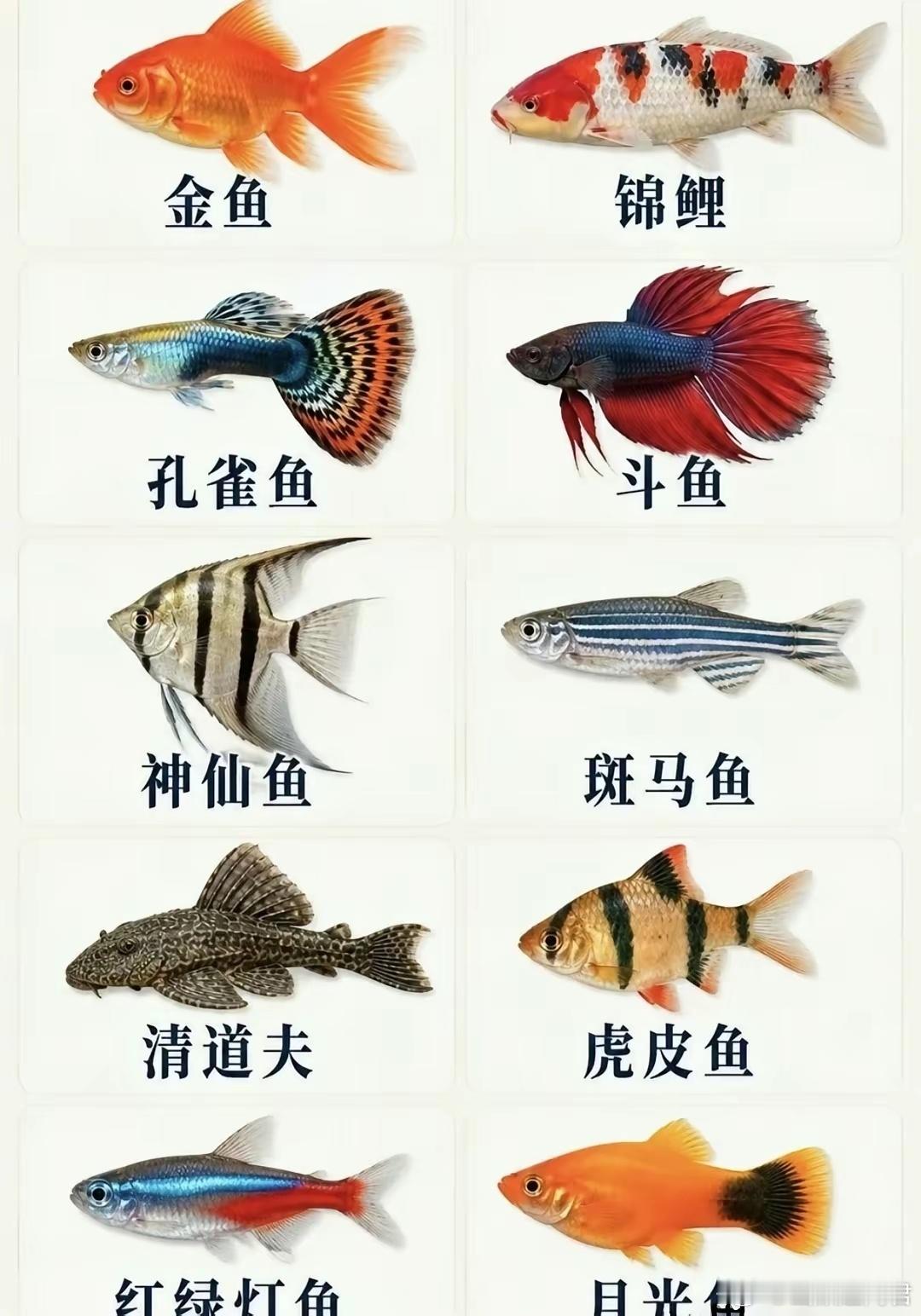 值得收藏，你认识几种鱼？ ​​​