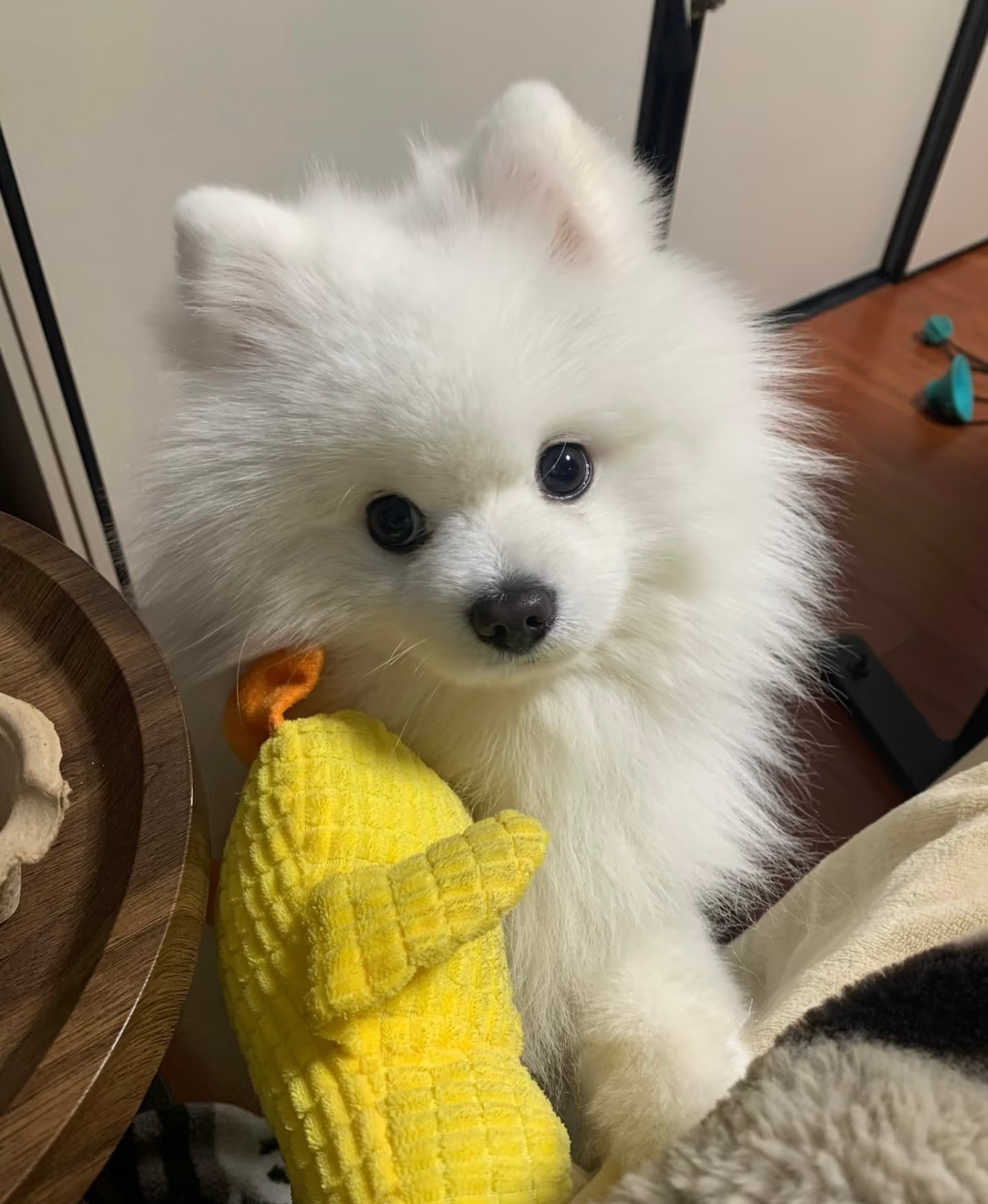 泥嚎 要陪我玩玩具吗 