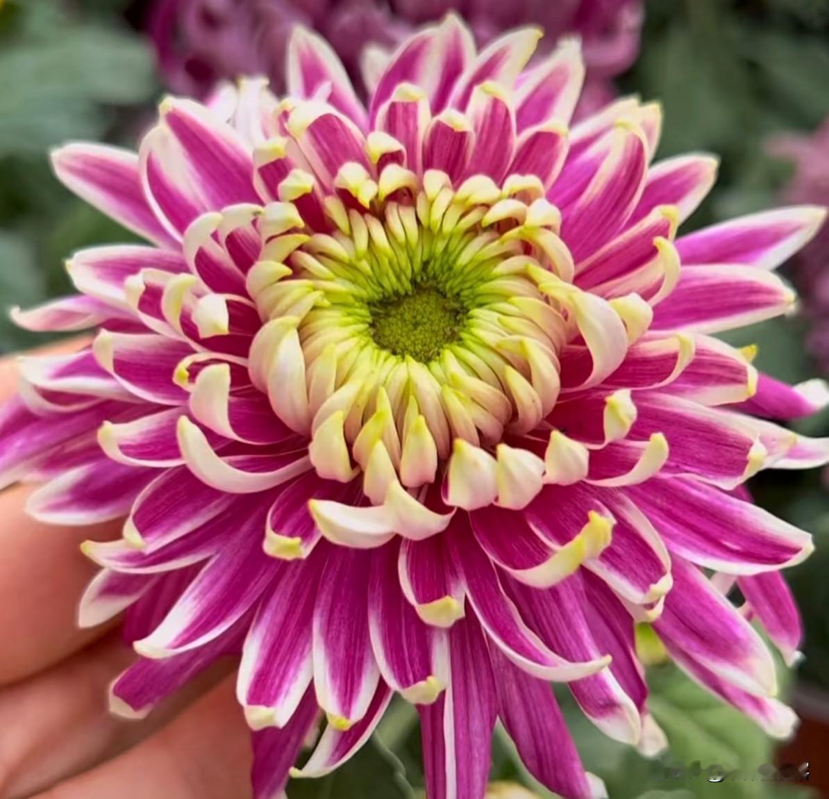 菊花是中国十大名花之一，美丽的菊花各有特色，有的秀丽淡雅，有的鲜艳夺目，花型各异