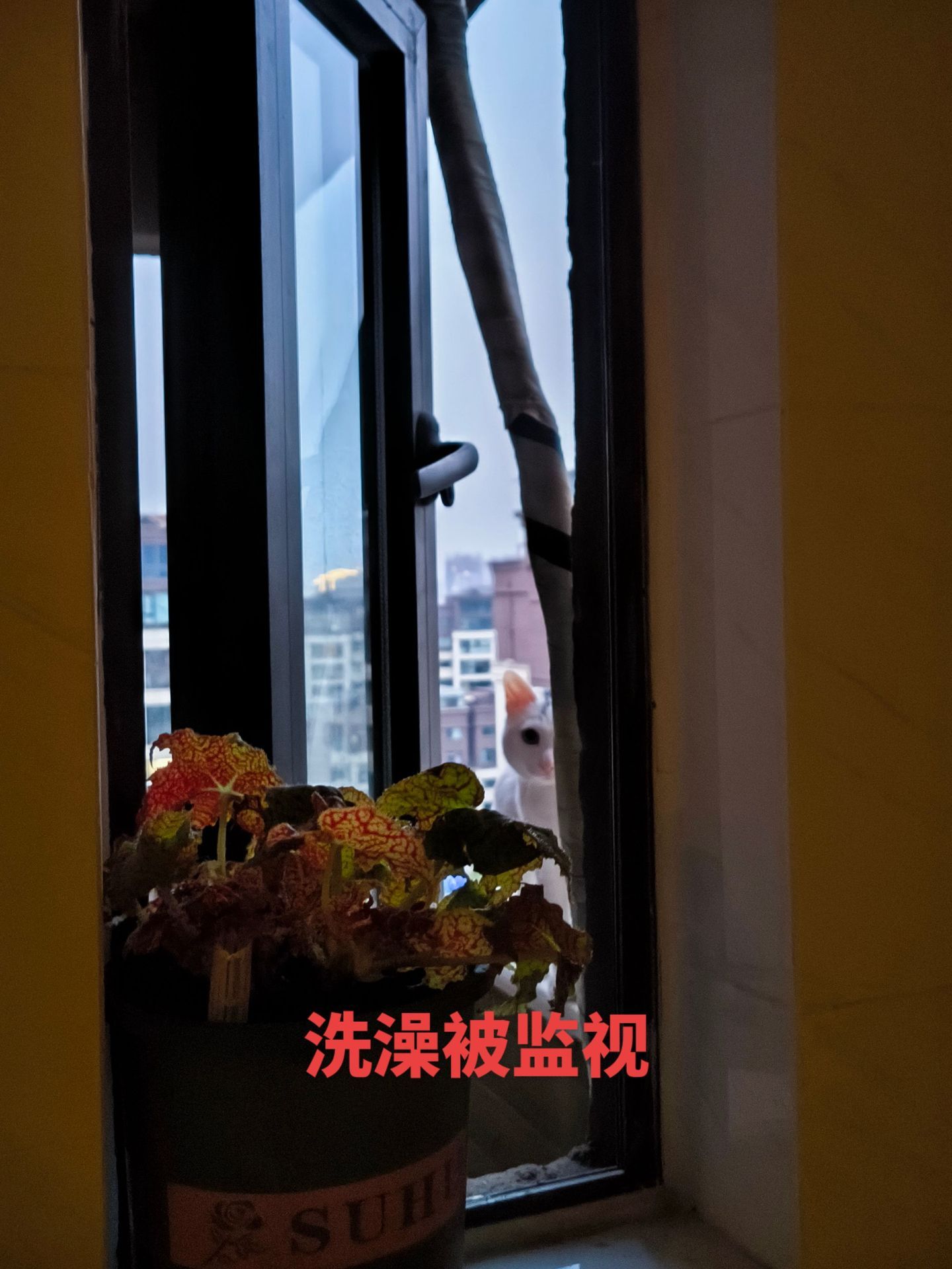 监控被叫做猫眼是有理由的