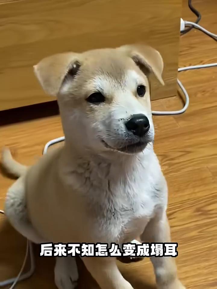 今日搞笑视频速刷。
·一网友家的小狗本来是立耳，后来不知怎么变成塌耳。于是网友突