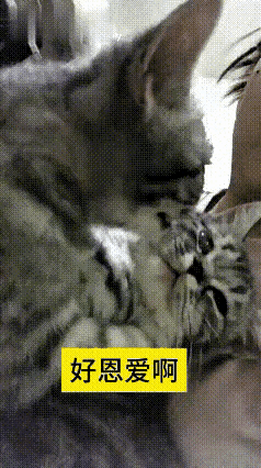 平时刷到不少养两只猫的视频，大多是互相追逐打闹。这一对的相处方式看着不一样。
大