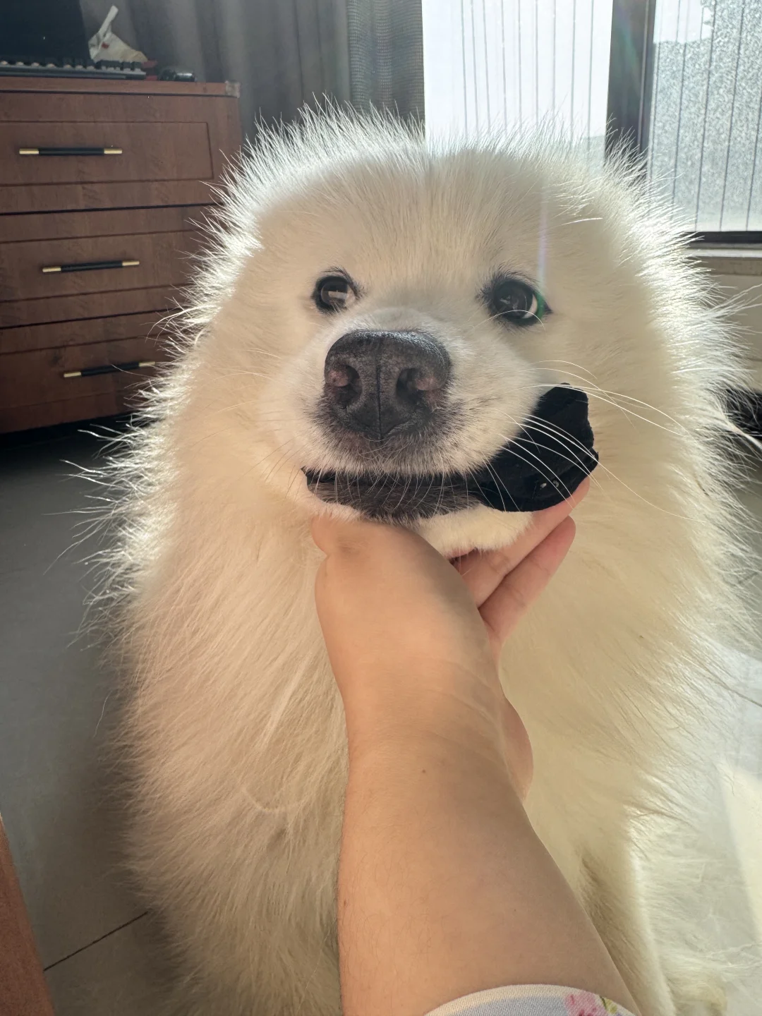 这是什么品种的海豹